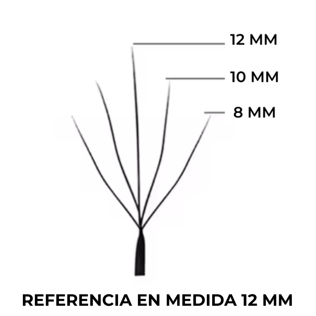 Camelia 5D